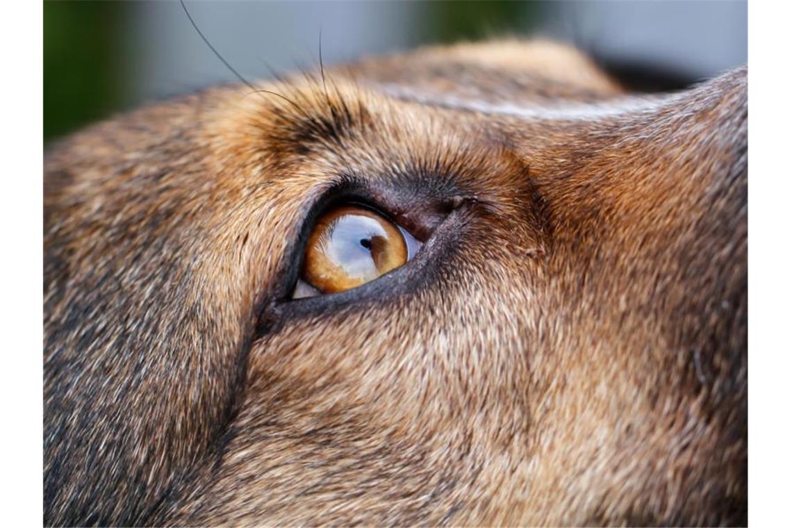 Tierschützer: Verbreitung von Tierleid im Netz bestrafen Ein Hund sitzt in einem Garten und blickt nach oben. Foto: Wolfgang Hoppe/dpa/Symbolbild