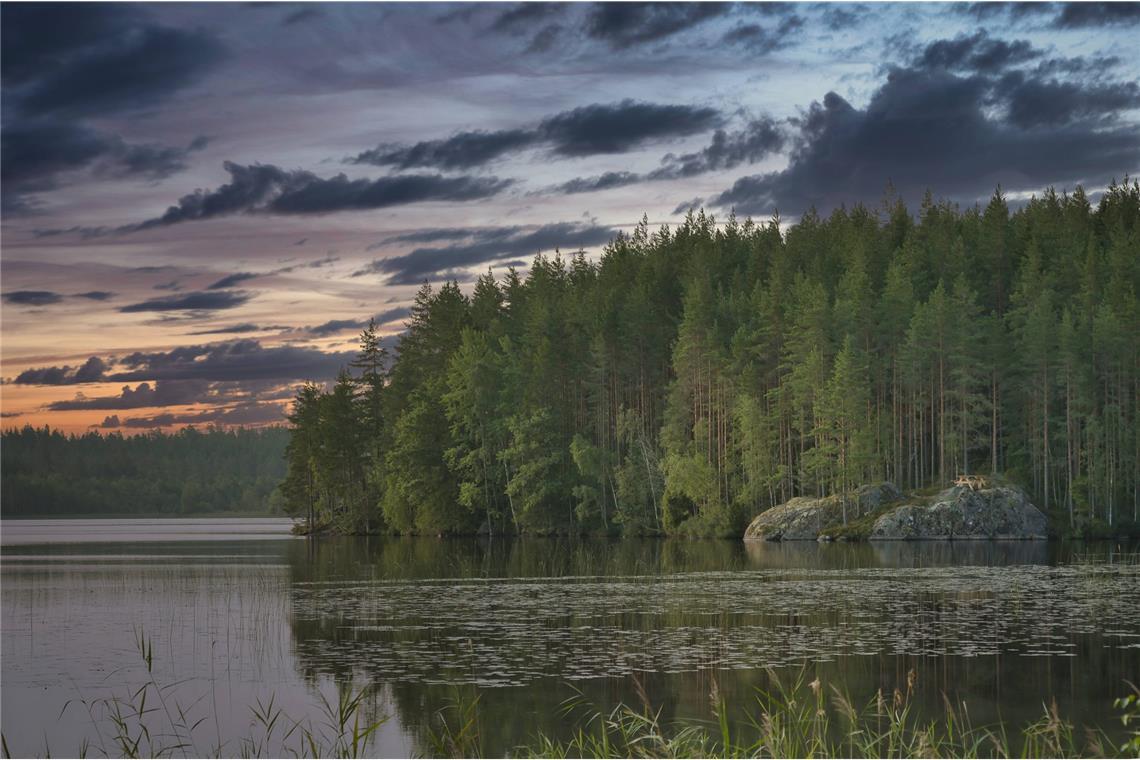 Einige Diterpene im Harz heutiger Nadelbäume entstanden bereits vor 300 Millionen Jahren, lange bevor es Kiefern, Fichten oder Tannen in ihrer heutigen Form gab.