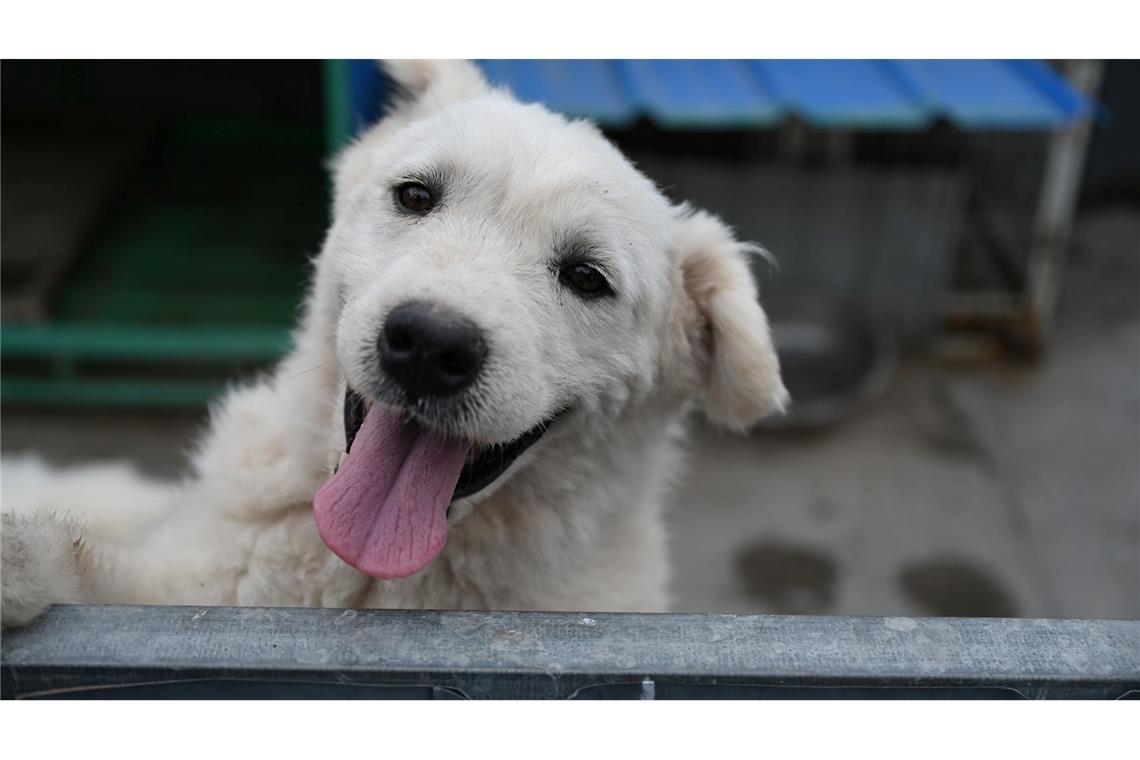 Haustier-Boom in China: Wie Retter mit den Folgen kämpfen Einige Tiere auf Zhao Xinqis Hof finden auch neue Besitzer im Ausland.