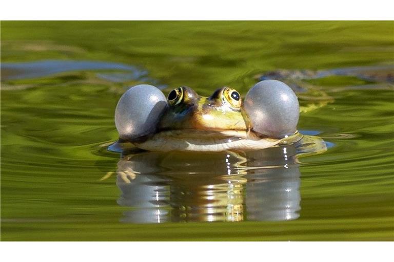 Einige Wasserfroscharten könnten künftig besser geschützt werden. (Illustration)