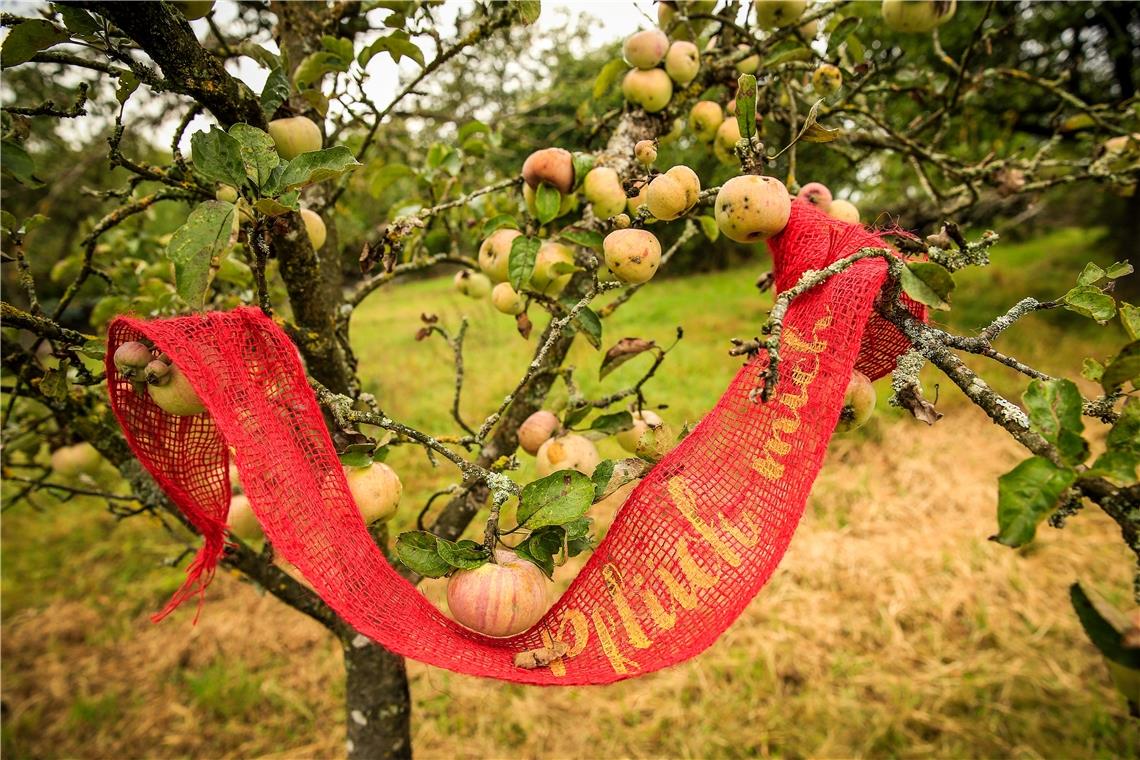 Naschpause unterm Obstbaum