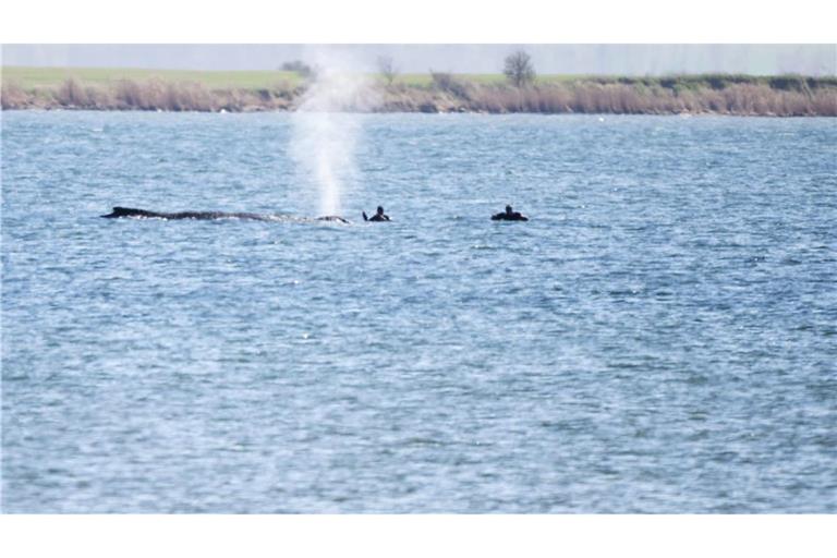 Einsatzkräfte beim Buckelwal