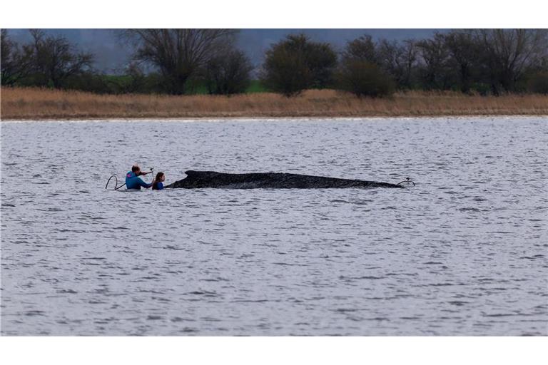 Einsatzkräfte der Feuerwehr benetzen den Rücken des Wals, der aus dem Wasser ragt.