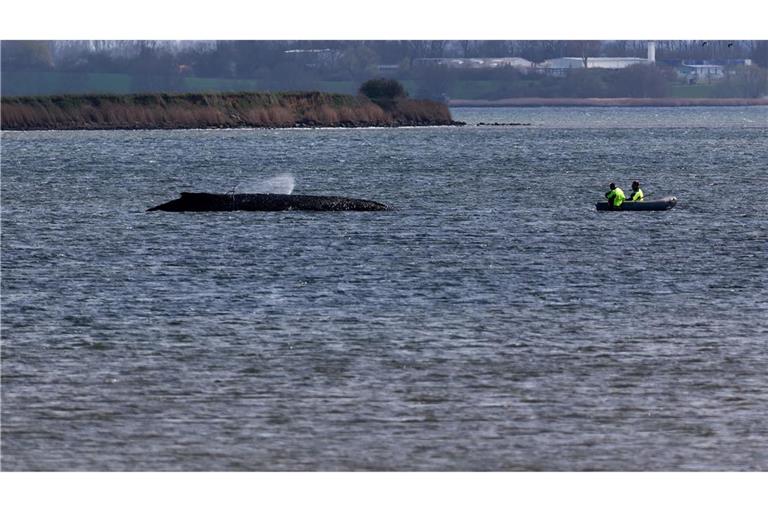 Einsatzkräfte der Feuerwehr benetzen den Rücken des Wals, der aus dem Wasser ragt.
