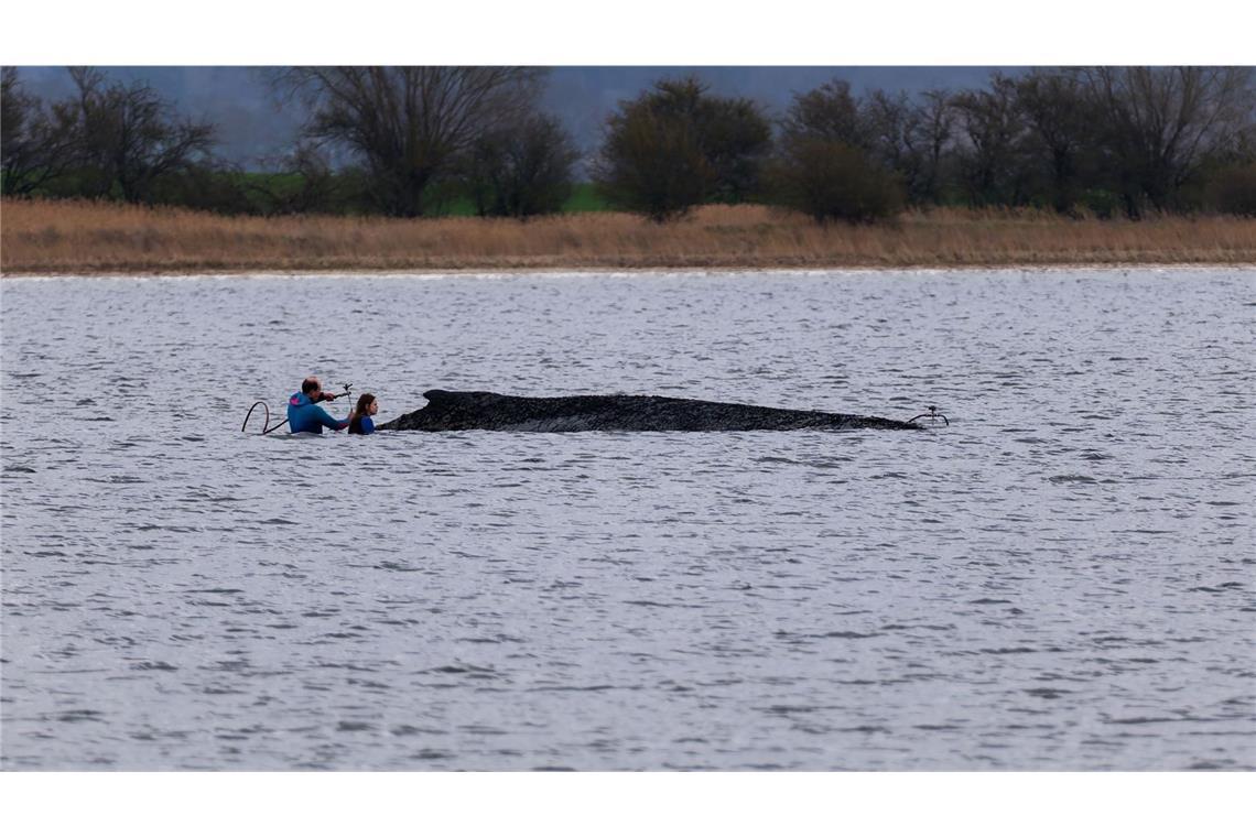 Einsatzkräfte der Feuerwehr benetzen den Rücken des Wals, der aus dem Wasser ragt.