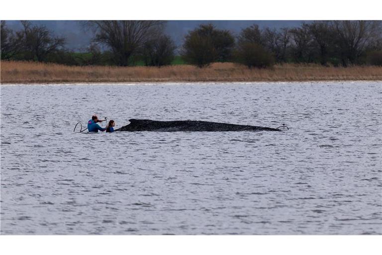 Einsatzkräfte der Feuerwehr benetzen den Rücken des Wals, der aus dem Wasser ragt.