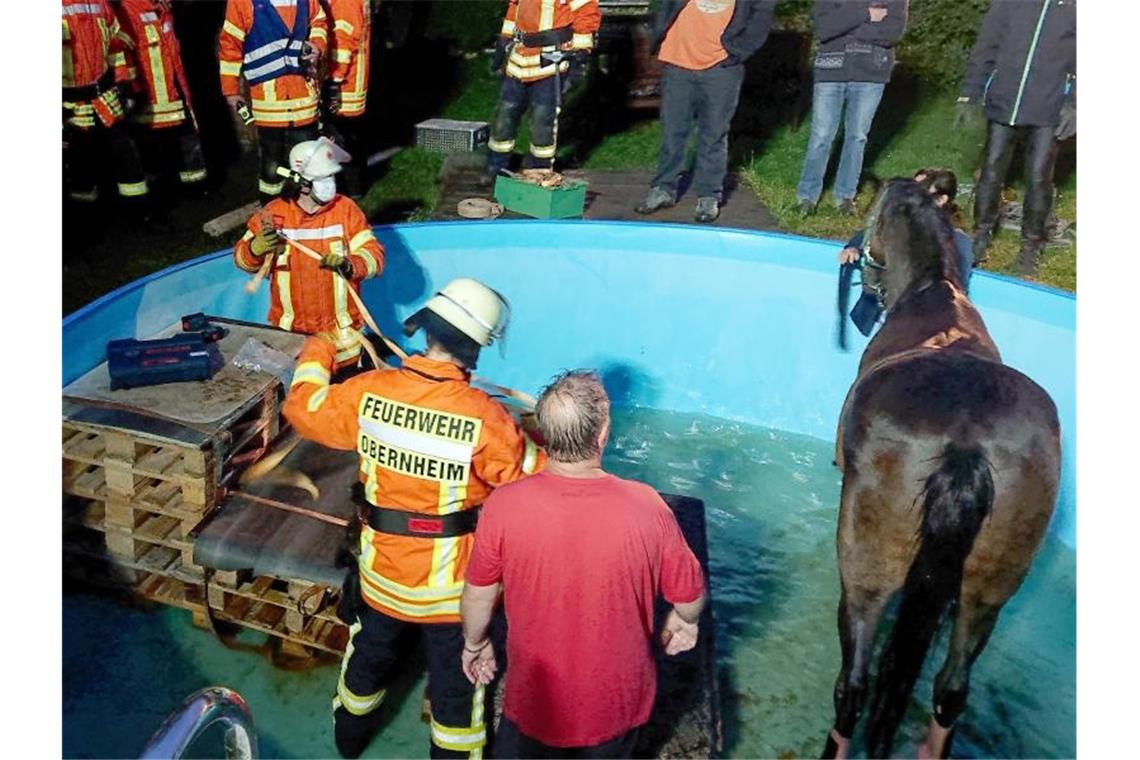 Pferd erschreckt sich und landet in einem Pool Einsatzkräfte der Feuerwehr kümmern sich um ein Pferd, das in einem Gartenpool landete. Foto: privat/dpa/Archivbild