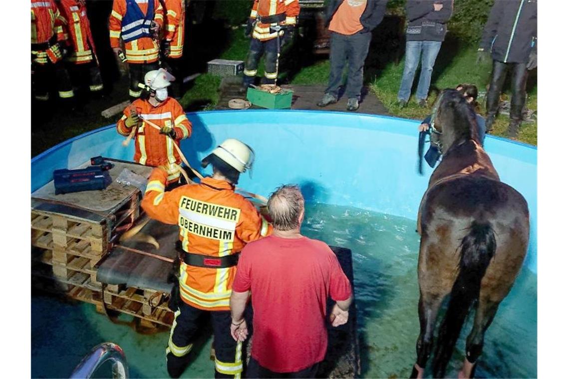 Pferd erschreckt sich und landet in einem Pool