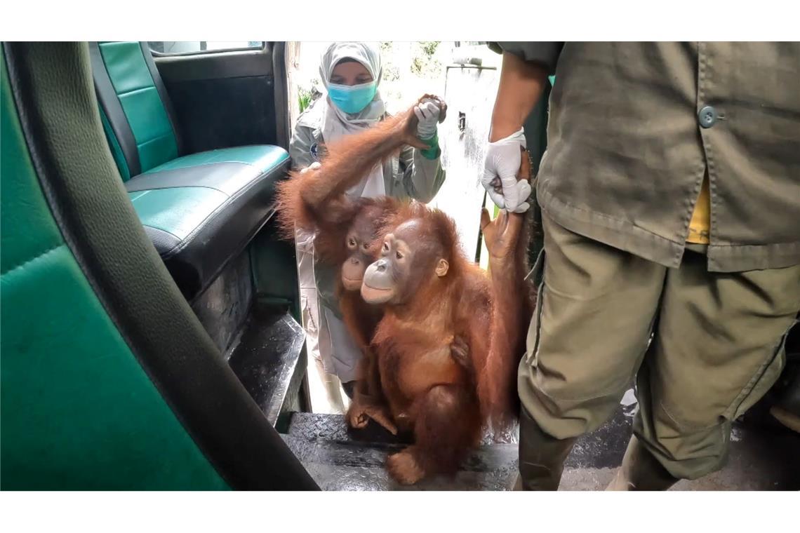 Orang-Utans im Bus: Waldschule auf Borneo zieht um