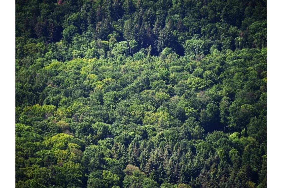 Wälder im Südwesten lechzen nach Wasser