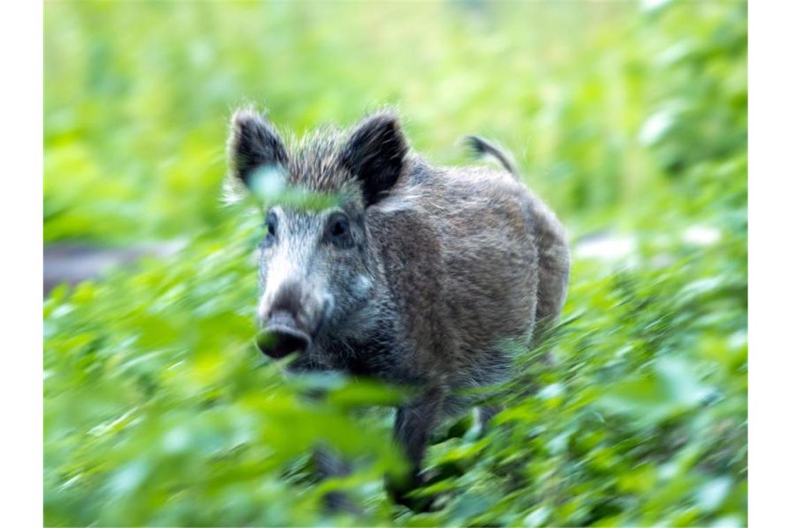 Kampagne „Wilde Sau“ mit ersten Erfolgen Ein Wildschwein steht in einem Wildgatter. Foto: Jens Büttner/dpa-Zentralbild/ZB/Archivbild