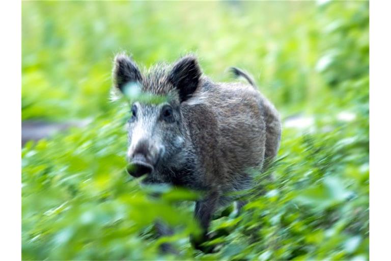 Ein Wildschwein steht in einem Wildgatter. Foto: Jens Büttner/dpa-Zentralbild/ZB/Archivbild