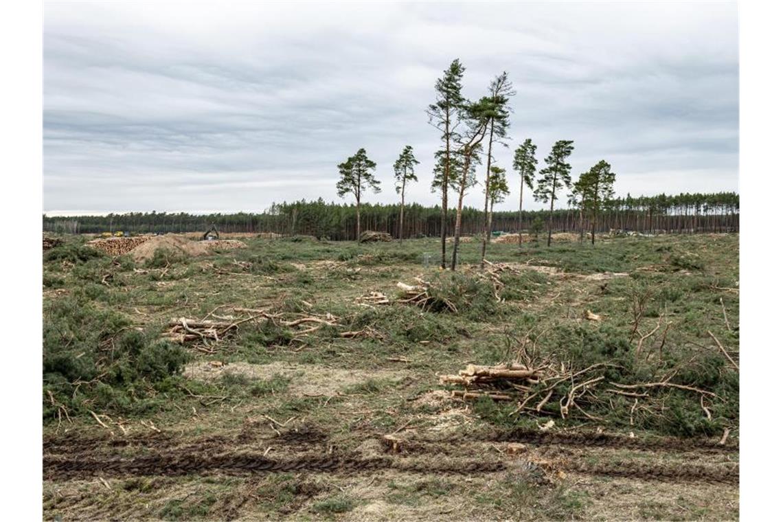 Einzelne Bäume stehen noch auf dem Gelände für das zukünftige Tesla Werk in Grünheide. Foto: Fabian Sommer/dpa