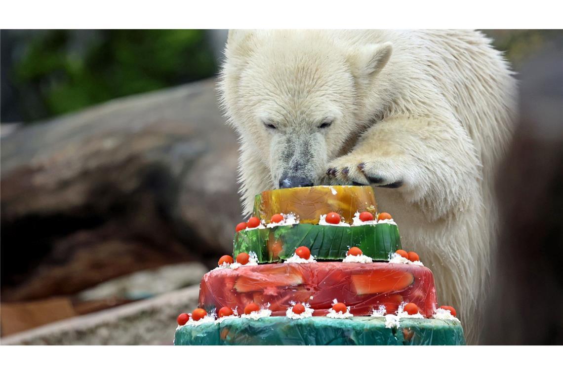 Eisbär Mika feiert im Zoo Karlsruhe mit einer Torte seinen ersten Geburtstag.