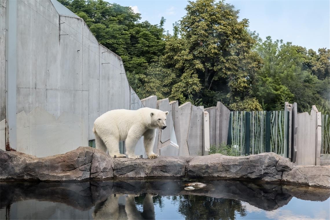 So viel Platz müssen Eisbären in Zoos haben Eisbären brauchen ein großes Wasserbecken.