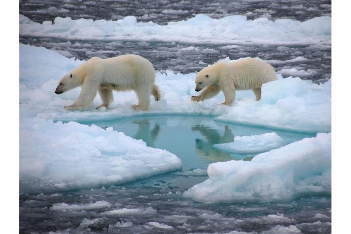 Arktis bis 2050 im Sommer öfter eisfrei Eisbären gehen auf arktischem Meereis (undatierte Aufnahme). Foto: Dirk Notz/dpa