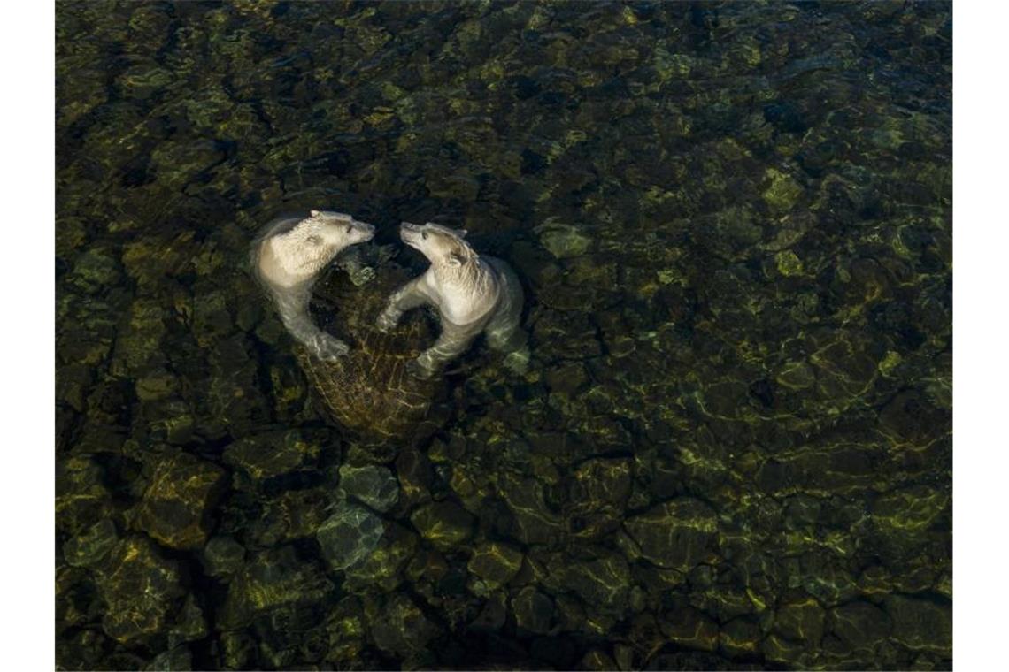 Franzose ist „Wildlife Photographer of the Year“ Eisbären gehen im kanadischen Sommer an Land. Martin Gregus gewinnt den Wildlife Photographer of the Year Award 2021 in der Kategorie Rising Star. Foto: Martin Gregus//Wildlife Photographer of the Year/PA Media /dpa