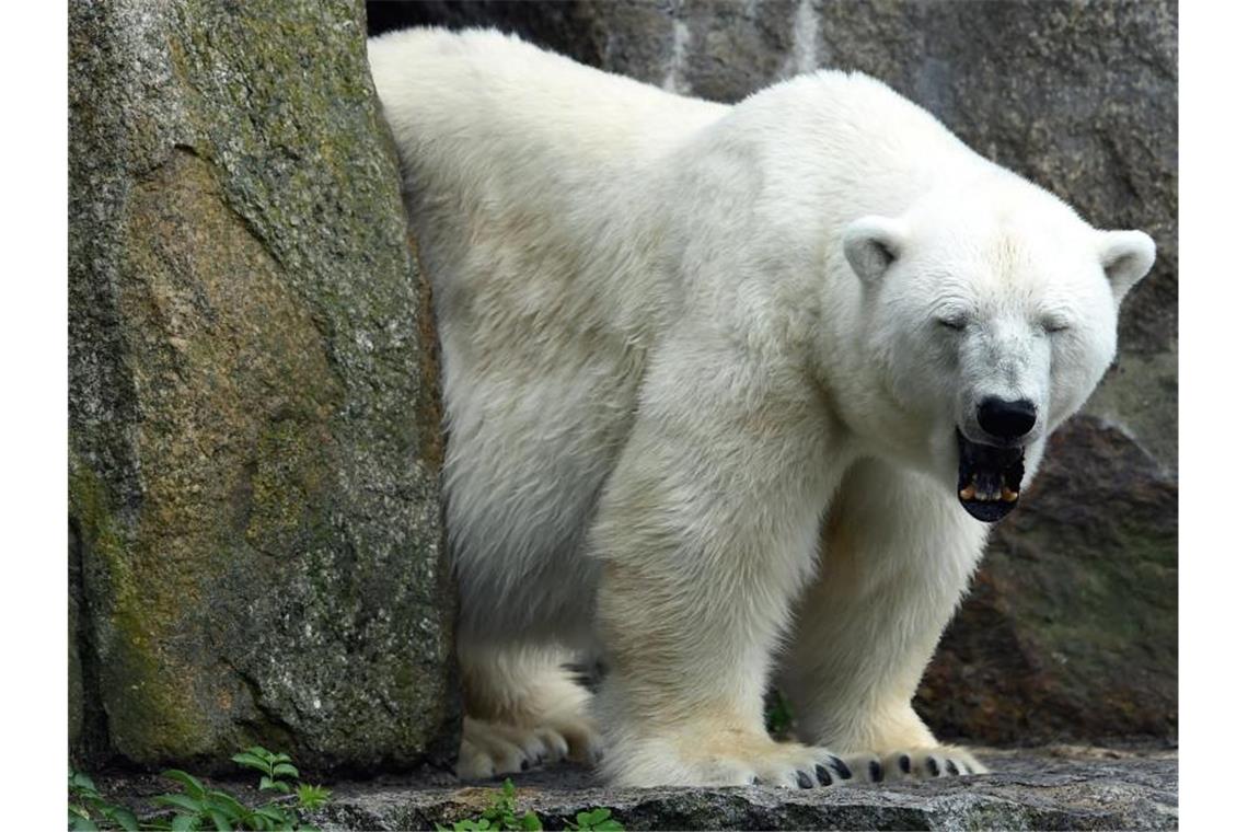 Berliner Zoo ohne Eisbären: Eisbärin Katjuscha gestorben Eisbärin Katjuscha gähnt. Katjuscha ist im Alter von 37 Jahren im Zoo Berlin gestorben. Foto: Maurizio Gambarini/dpa