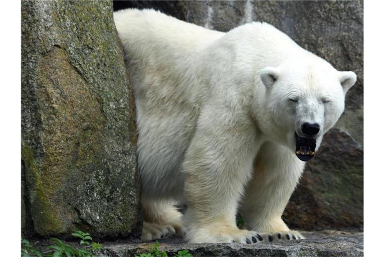 Eisbärin Katjuscha gähnt. Katjuscha ist im Alter von 37 Jahren im Zoo Berlin gestorben. Foto: Maurizio Gambarini/dpa