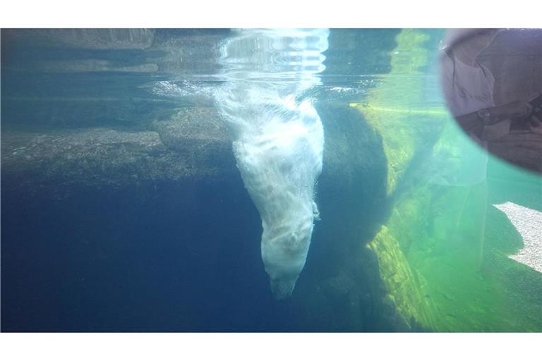 Eisbärin Victoria taucht ins Eismeer im Tierpark Hagenbeck.