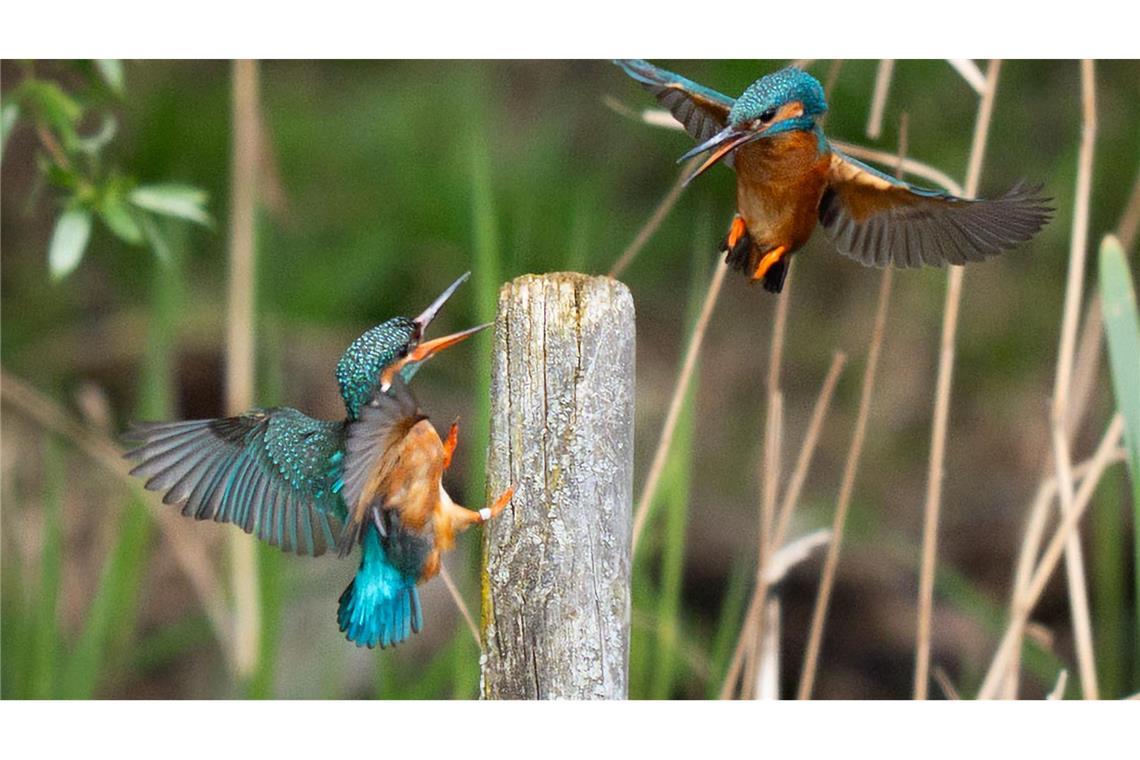 Eisvögel im Flug in der Nähe von Broxbourne in Großbritannien.
