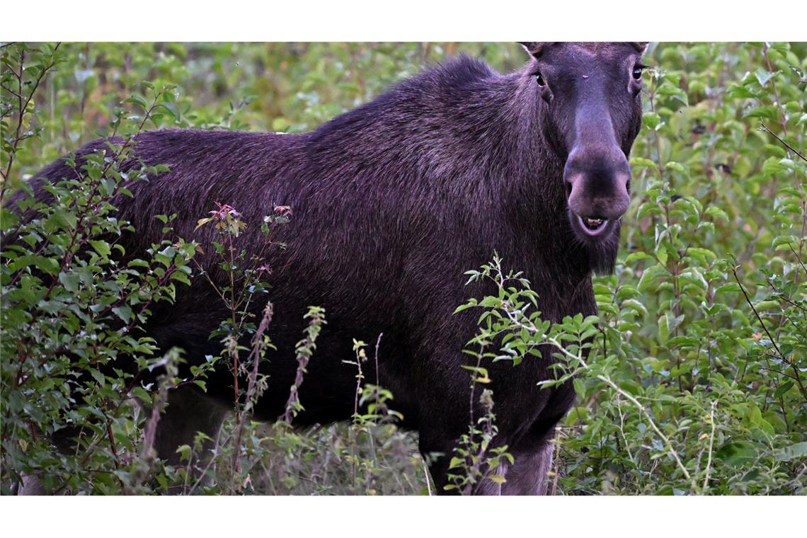 Elch Emil war im Sommer auf Wanderschaft durch Österreich. Auch im Osten Deutschlands werden immer wieder Elche gesichtet. (Archivbild)