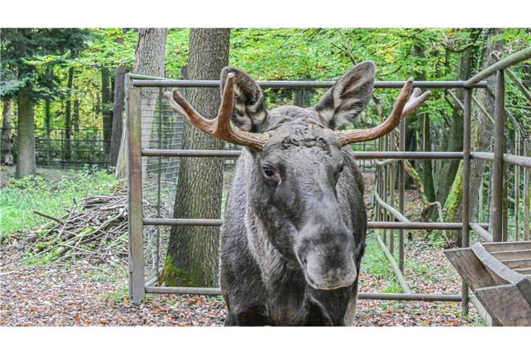 Elch Erwin ist wieder im Wildpark Pforzheim.