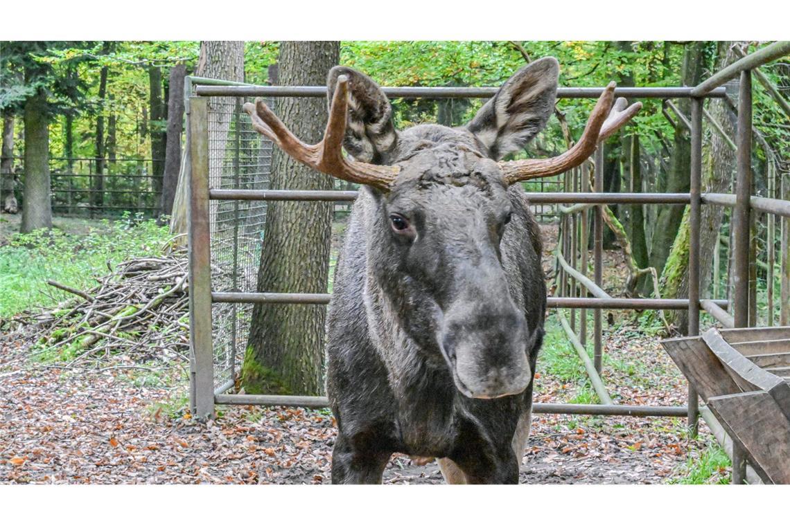 Bilder des Tages Elch Erwin steht nach seinem tagelangen Ausflug in den Schwarzwald im Wildpark Pforzheim