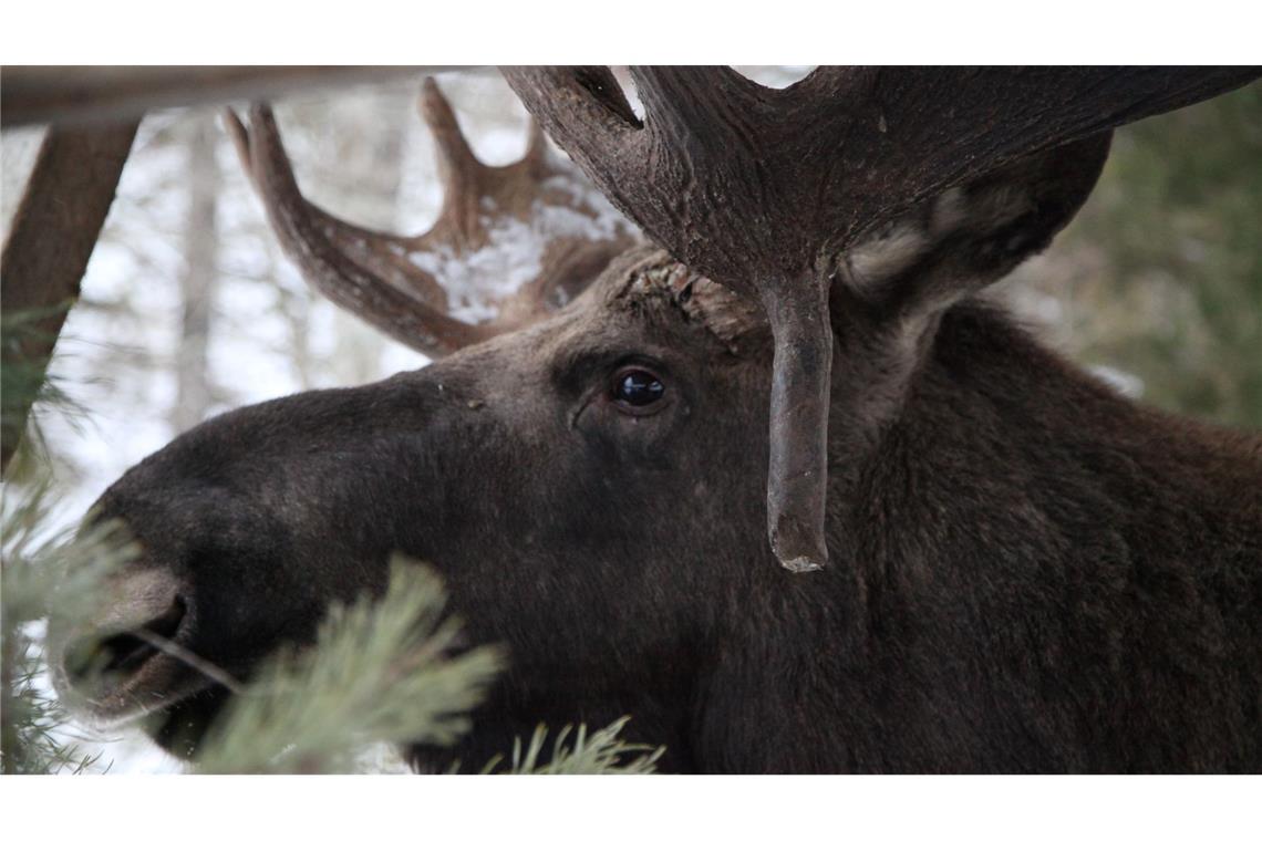 Elche gehören zu Schweden wie Abba, Ikea und Zimtschnecken. (Illustration)