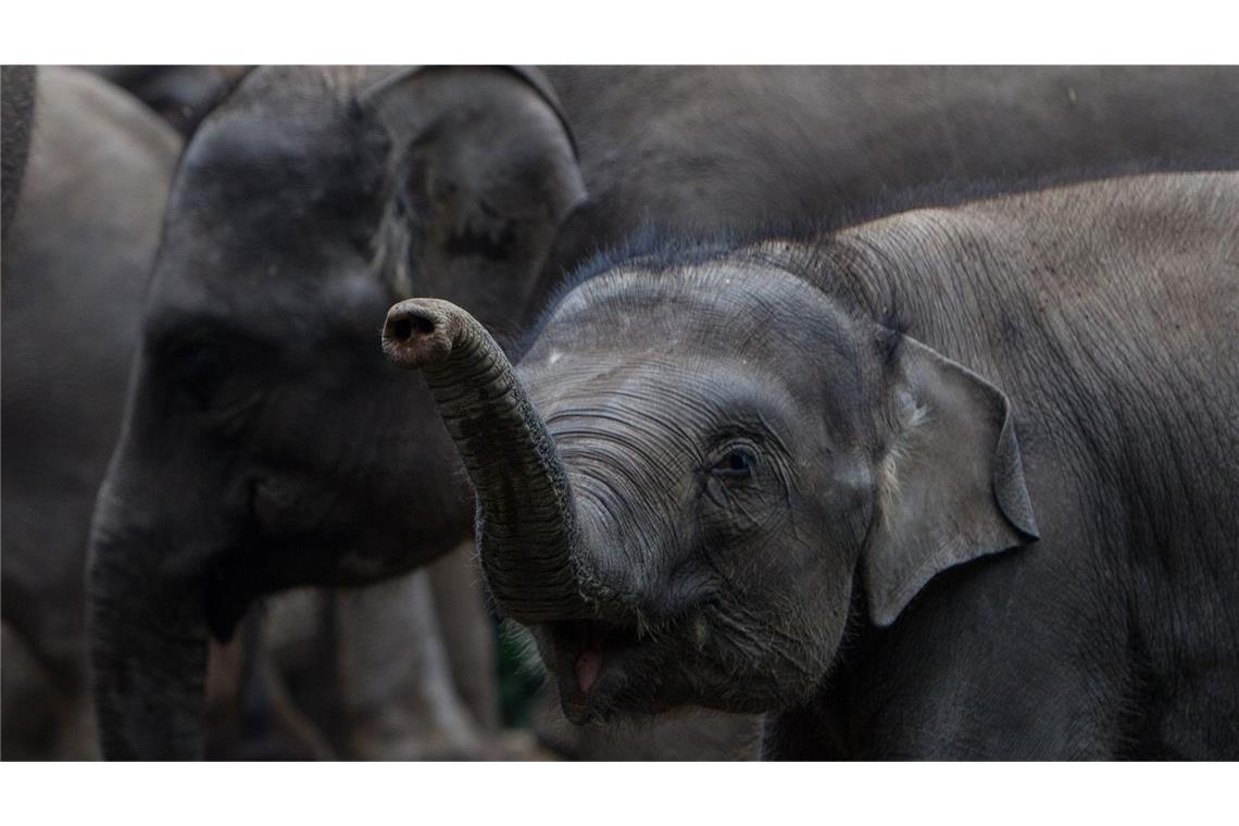 Elefanten im Wohngebiet – Kind schwer verletzt Elefanten im Wohngebiet (Symbolbild)
