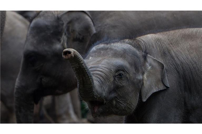 Elefanten im Wohngebiet – Kind schwer verletzt Elefanten im Wohngebiet (Symbolbild)