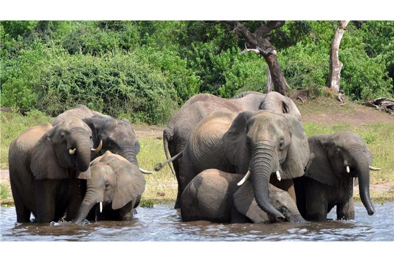 Elefanten in einem Nationalpark in Afrika