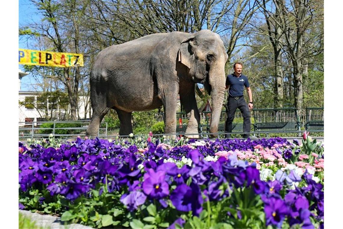 Elefantenkuh Nanda geht zusammen mit Revierleiter Robert Scholz im menschenleeren Karlsruher Zoo spazieren. Foto: Timo Deible/Zoo Karlsruhe/dpa/Archivbild