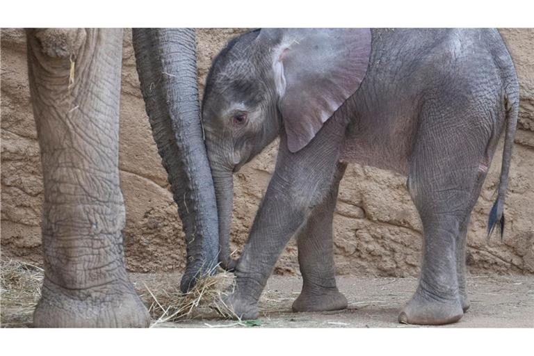 Elefantös süß: Das Elefanten-Baby "Kaja" steht bei seinem ersten öffentlichen Auftritt im Opel-Zoo in Kronberg im Taunus neben seiner Mutter "Kariba".