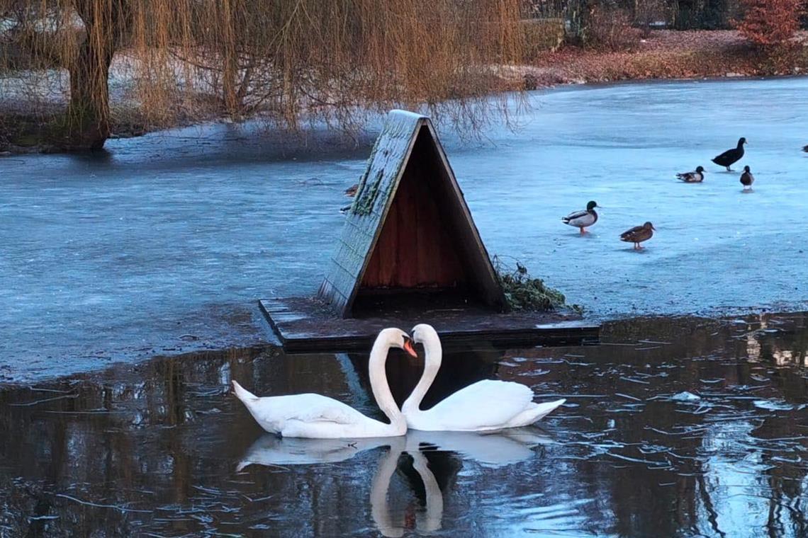 Endlich wieder vereint: Das Schwanenpaar auf dem Feuersee. Foto: Stadt Murrhardt