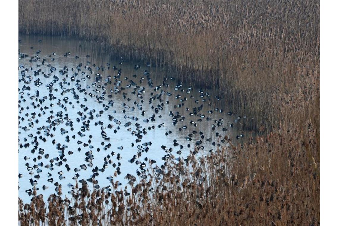 Hunderte Interessierte bei Naturschutztagen Enten schwimmen im Naturschutzgebiet Wollmatinger Ried. Foto: picture alliance/dpa/Archivbild