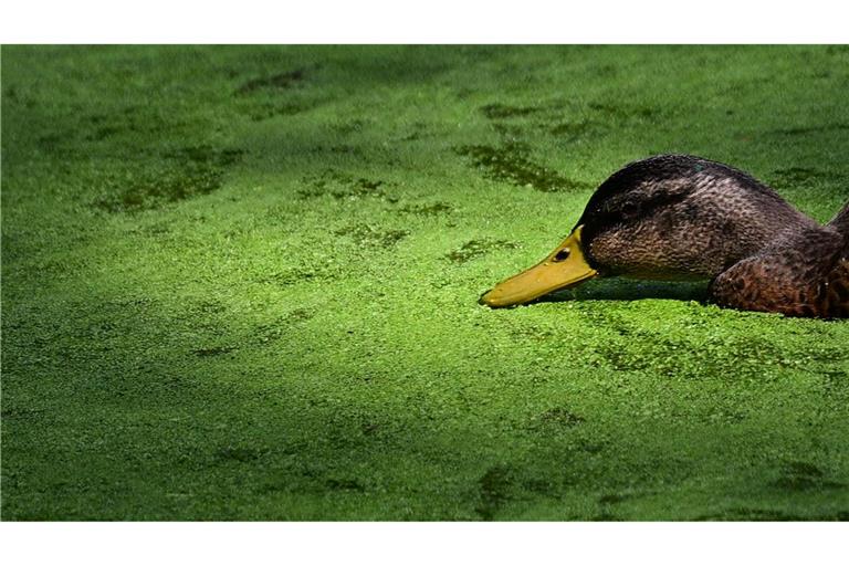 Entengrütze im Großen Tiergarten in Berlin.