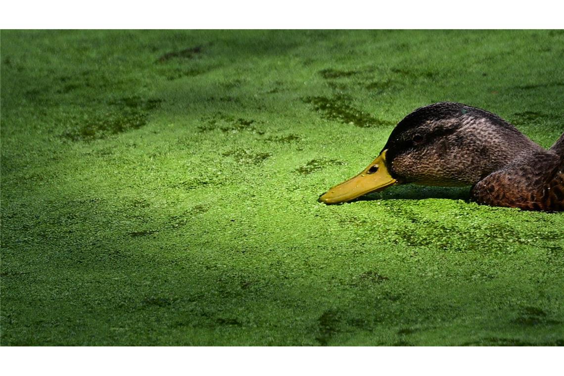 Entengrütze im Großen Tiergarten in Berlin.