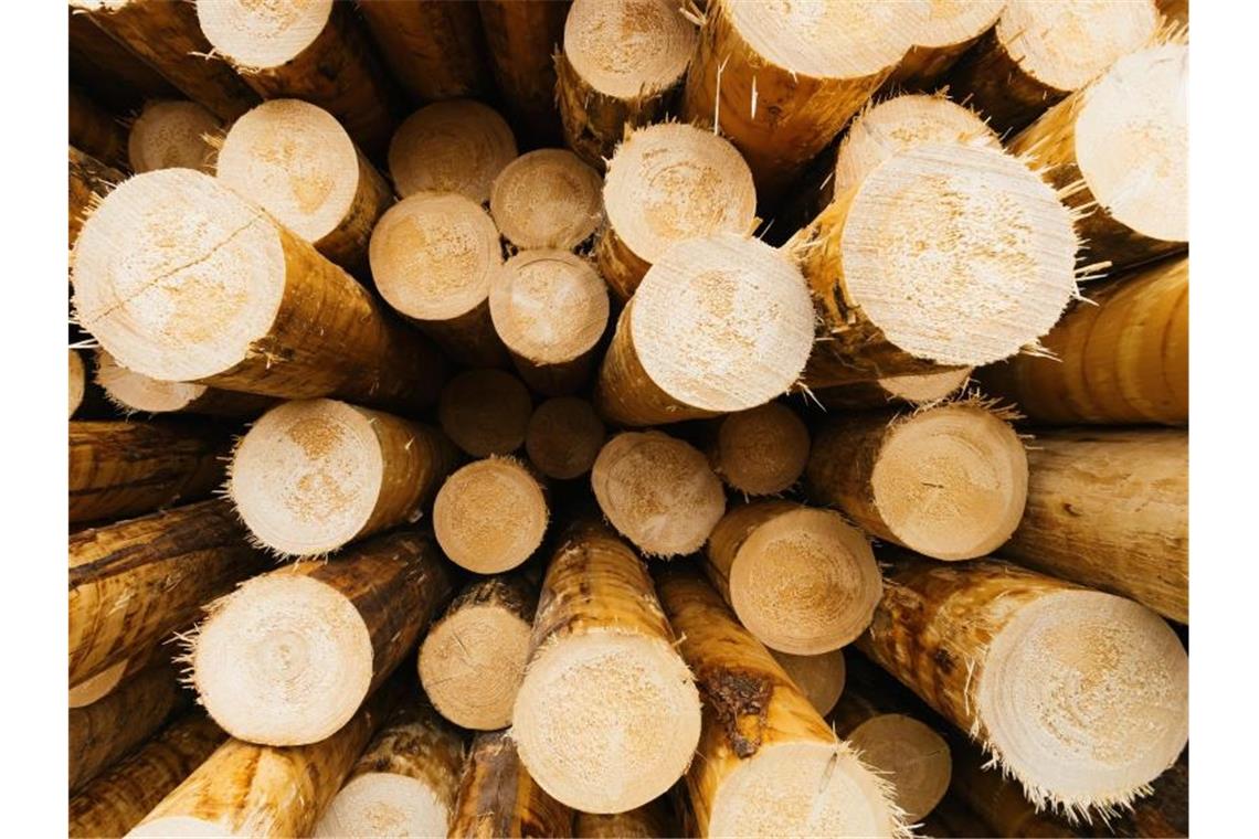 Forstminister Hauk wirbt für Holz als Baustoff Entrindete Baumstämme liegen auf dem Gelände eines Sägewerks. Foto: Philipp von Ditfurth/dpa/Illustration