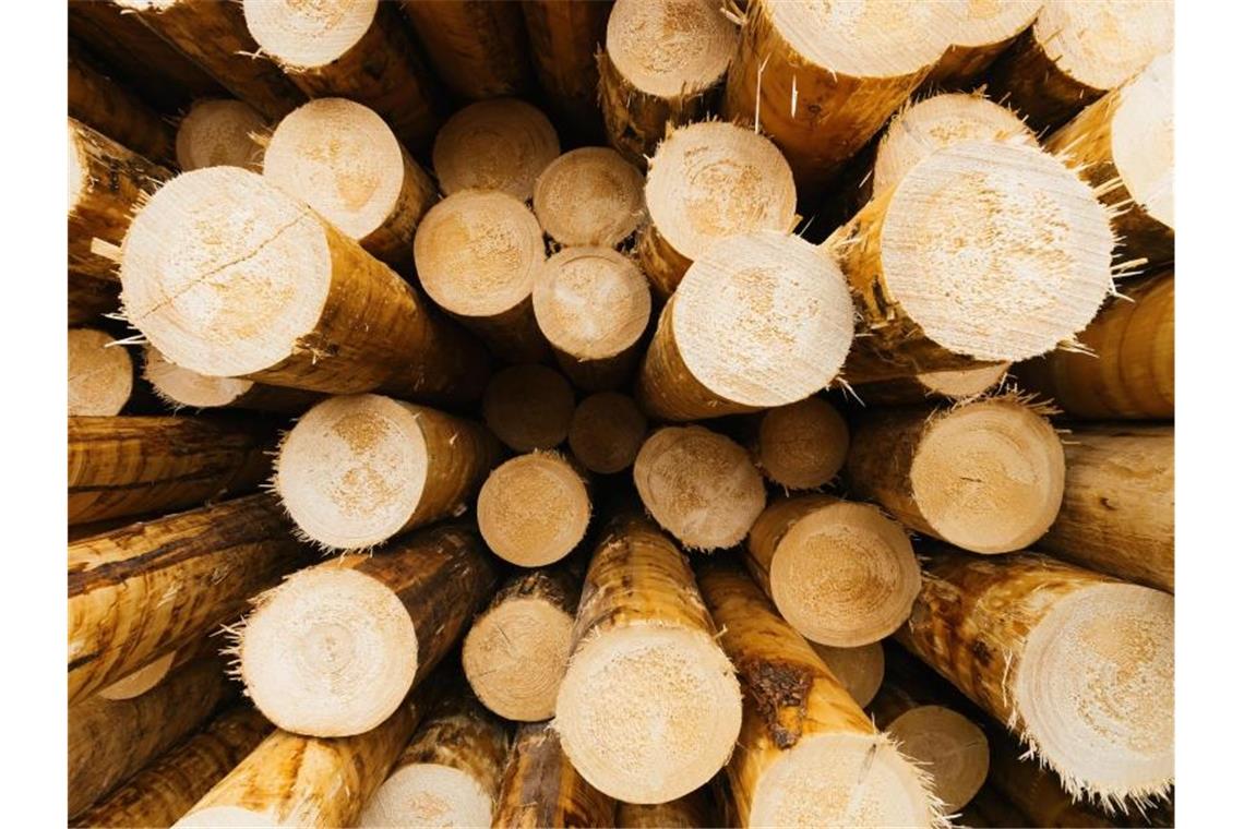 Land baut Holzbau-Förderung aus: Einseitiger Fokus bemängelt Entrindete Baumstämme liegen auf dem Rundholzplatz. Foto: Philipp von Ditfurth/dpa/Symbolbild
