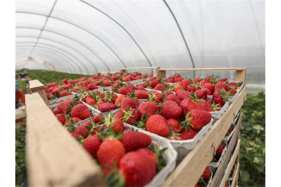 Immer mehr Erdbeeren werden in Gewächshäusern angebaut Erdbeeren aus Folienanbau werden nach der Ernte in Körben gestapelt. Foto: Lukas Görlach