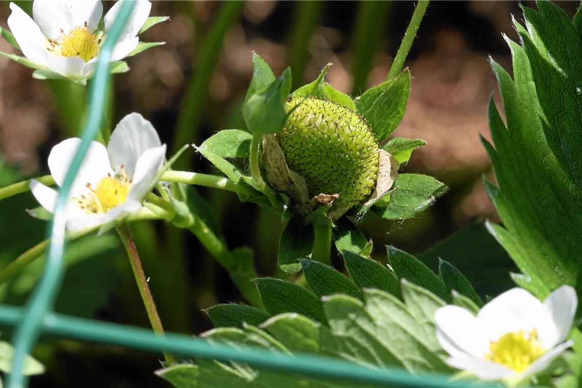 Erdbeeren im Garten der Familie Jung in Unterweissach