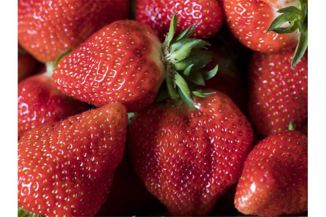 Erdbeeren liegen in einem Korb. Foto: Jens-Ulrich Koch/dpa-Zentralbild/dpa/Symbolbild
