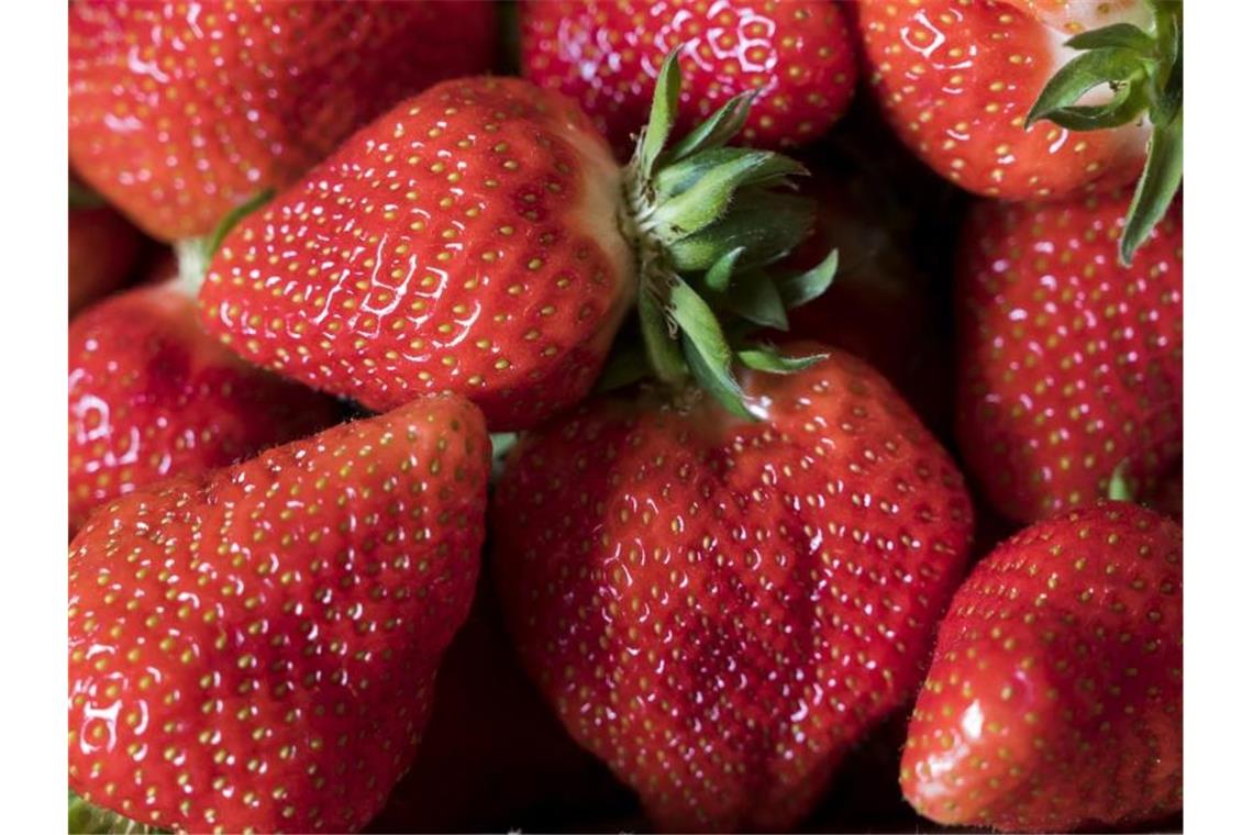 Gute Nachfrage und höhere Preise retten Erdbeer-Saison Erdbeeren liegen in einem Korb. Foto: Jens-Ulrich Koch/dpa-Zentralbild/dpa/Symbolbild