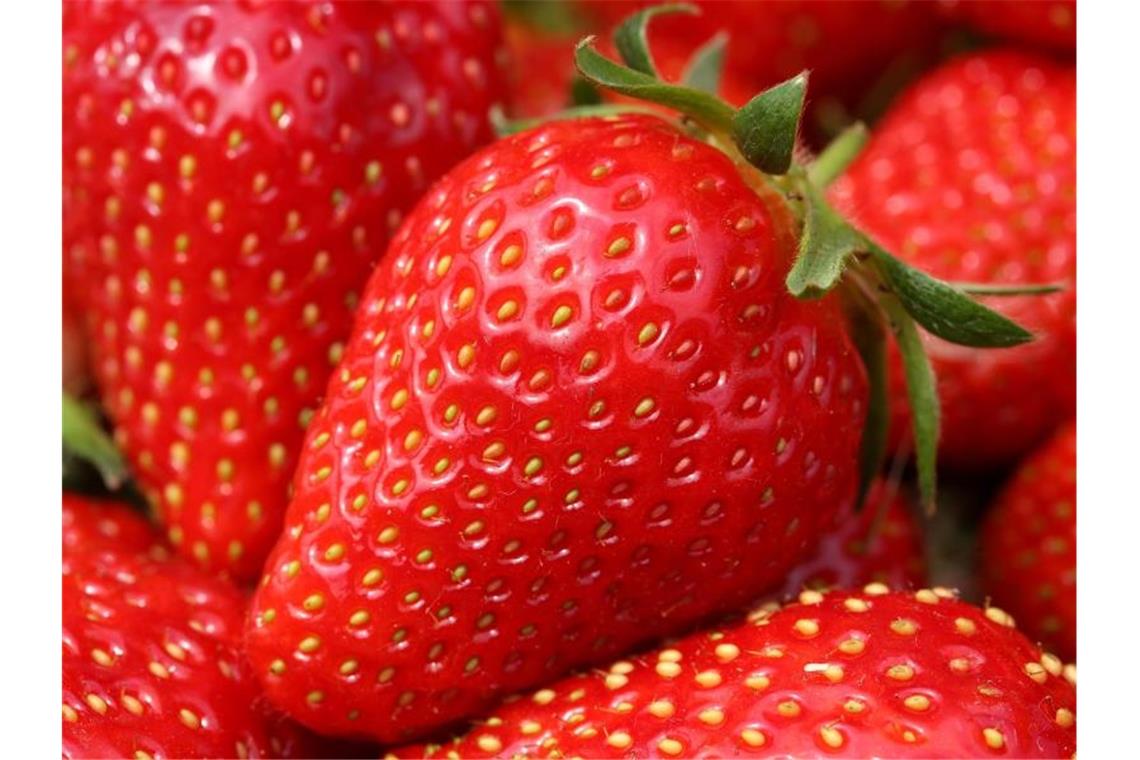 Erdbeeren von Mannheimer Acker mit Chemikalien belastet Erdbeeren liegen in einer Obstschale. Foto: Roland Weihrauch/Archivbild