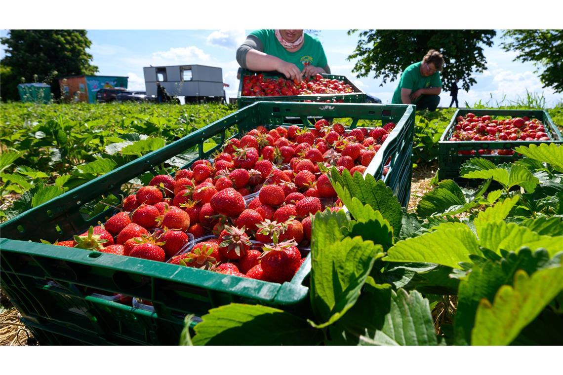 Warum sind Erdbeeren gerade so günstig? Erdbeeren sind derzeit so günstig wie bislang noch nicht in diesem Sommer.