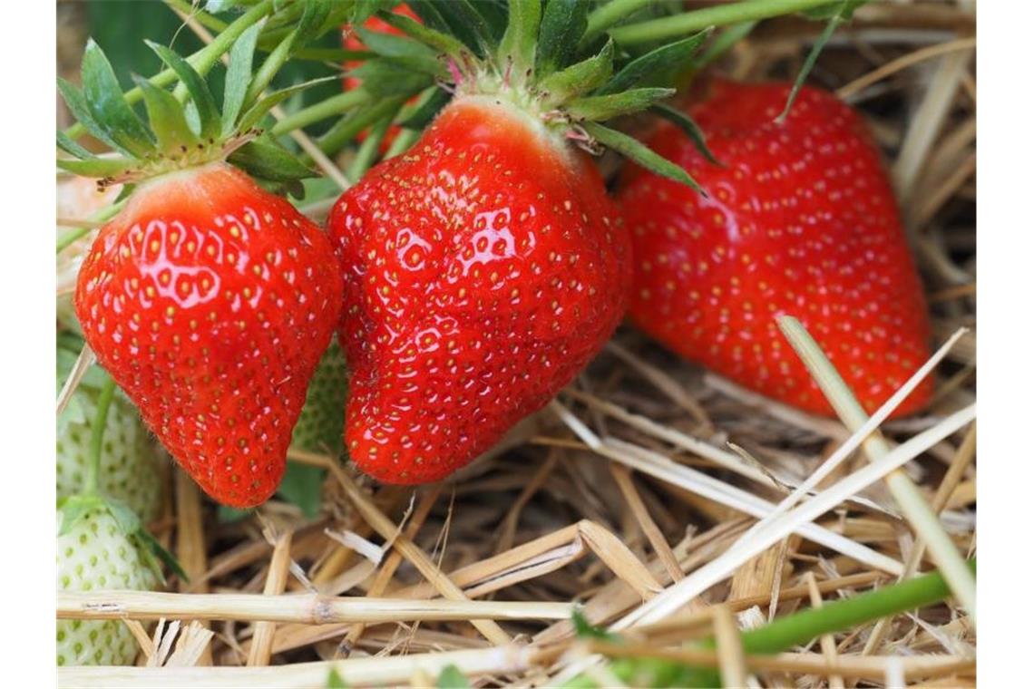 Erdbeer-Zwischenbilanz: die Früchte sind wieder billiger