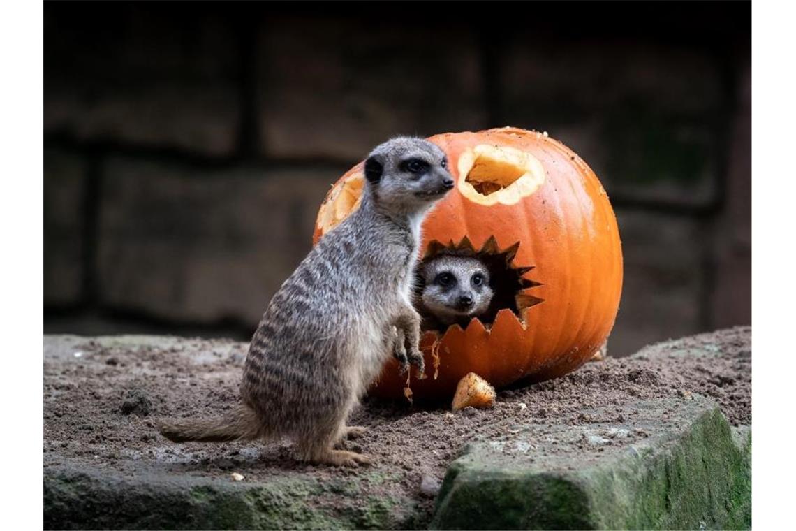 Erdmännchen untersuchen einen Kürbis. Kurz vor Halloween hat der Kürbis Hochkonjunktur, aber die Zeit der Rekordernten scheint vorbei. Foto: Sina Schuldt/dpa