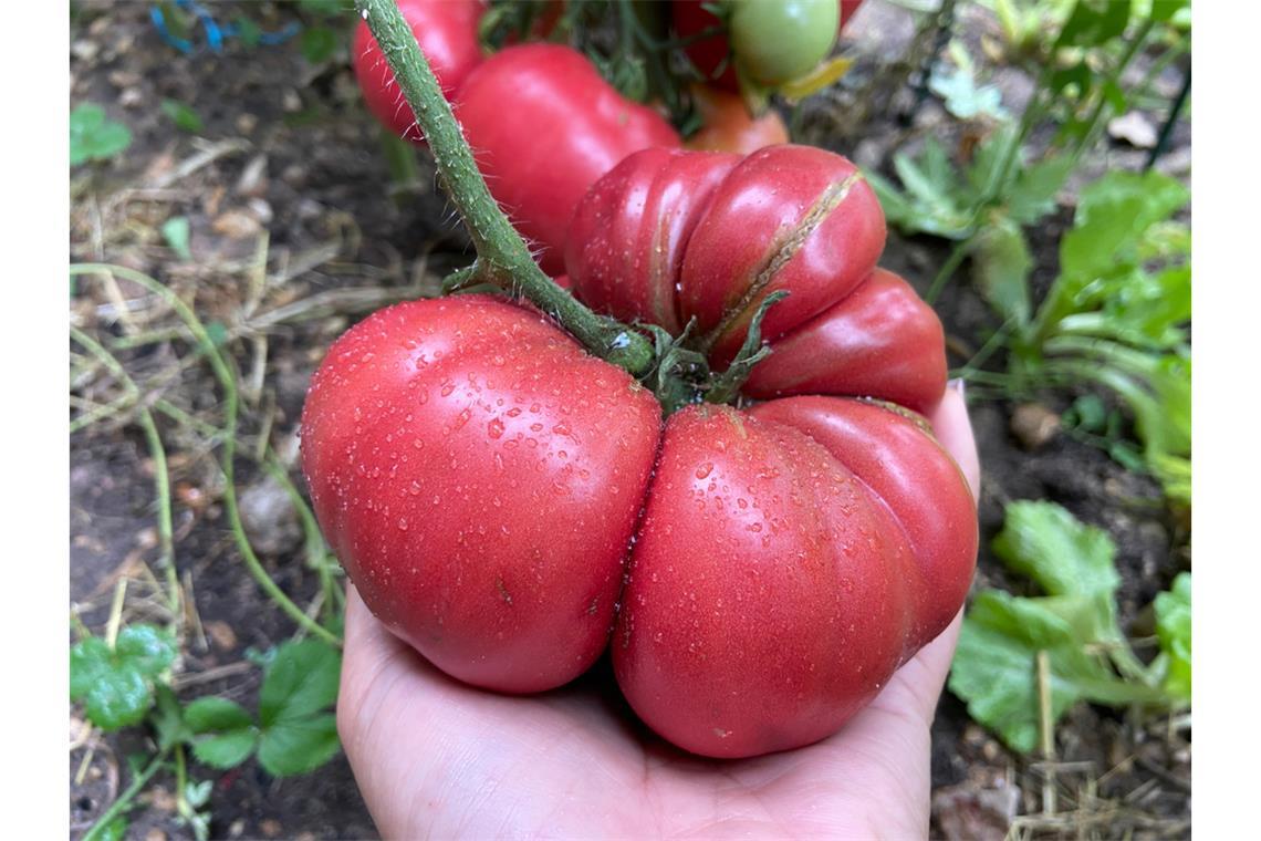 Erfahren Sie alles über Catfacing bei Tomaten. Von den Ursachen und dem Aussehen bis hin zu Tipps, wie Sie Verformungen beim Anbau minimieren können.