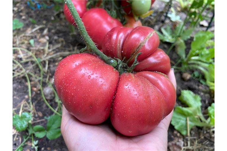 Erfahren Sie alles über Catfacing bei Tomaten. Von den Ursachen und dem Aussehen bis hin zu Tipps, wie Sie Verformungen beim Anbau minimieren können.